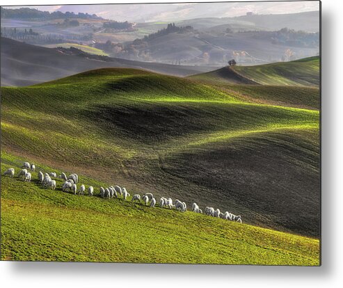 Sheep Metal Print featuring the photograph Pastoral by Roman Lipinski 
