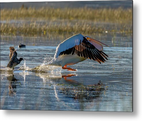 Pelican Metal Print featuring the photograph Pelican 7 by Rick Mosher