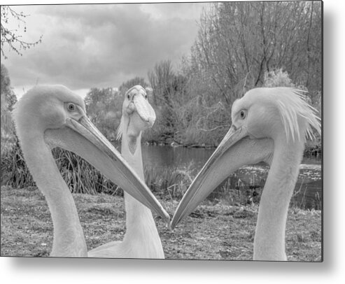 Pelicans Metal Print featuring the photograph Pelican Trio by Robert Page