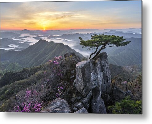 Mountain Metal Print featuring the photograph Pine Tree Growing Between Rocks by Jaeyoun Ryu