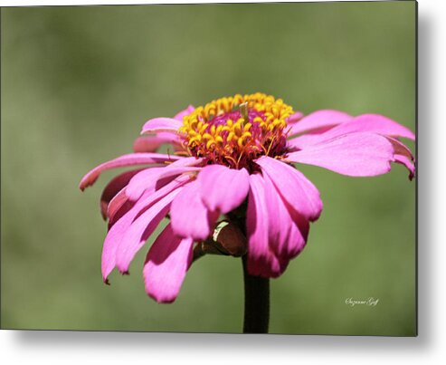 Photograph Metal Print featuring the photograph Pink Coneflower in Pastel by Suzanne Gaff