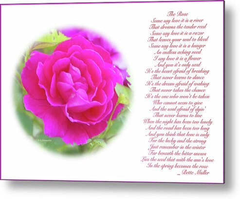 Pink Rose Metal Print featuring the digital art Pink Rose and Song Lyrics by A Macarthur Gurmankin