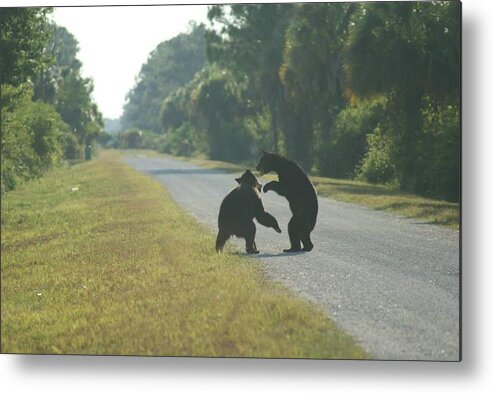 Florida Metal Print featuring the photograph Play Fight by Lindsey Floyd