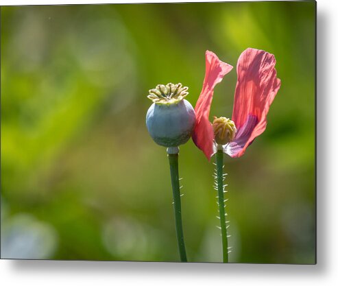 Poppies Metal Print featuring the photograph Pleasures Are Like Poppies by Holly Ross