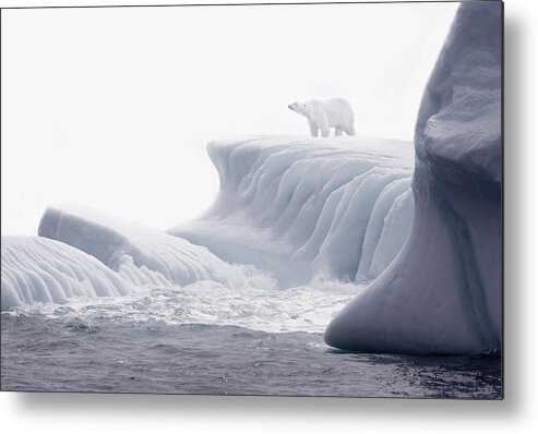 Scenics Metal Print featuring the photograph Polar Bear Standing On Ice Flow by Grant Faint