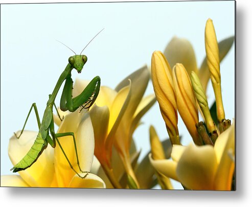 Praying Metal Print featuring the photograph Pray For Prey by Jimmy Hoffman