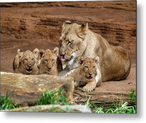 Lions Metal Print featuring the photograph Pride of the Pride 6114 by Donald Brown