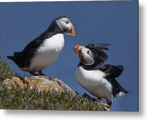 Cute Metal Print featuring the photograph Puffins - I Am Back by Emma Zhao