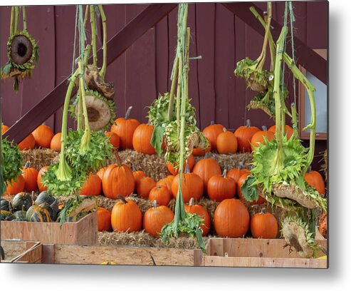 Pumpkins Metal Print featuring the photograph Pumpkins and Sunflowers by Cathy Anderson
