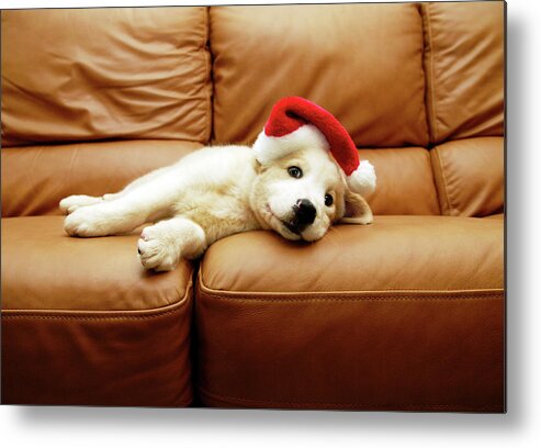 Pets Metal Print featuring the photograph Puppy Wears A Christmas Hat, Lounges On by Karina Santos