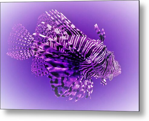 Lion Fish Metal Print featuring the photograph Purple Lionfish by Lucie Dumas