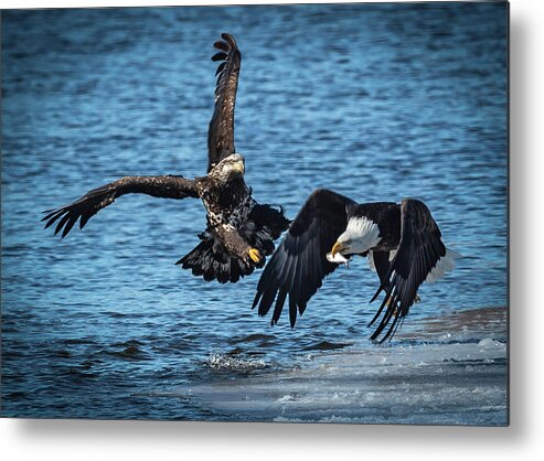 Eagle Metal Print featuring the photograph Push Off by Laura Hedien