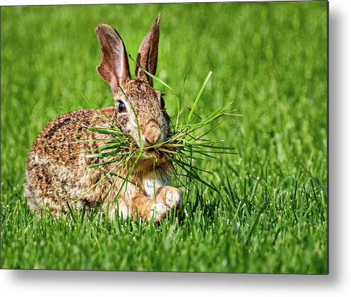 Rabbit Metal Print featuring the photograph Rabbit with Grass by Allin Sorenson