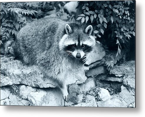 A Raccoon.
Black And White Metal Print featuring the photograph Raccoon 2 by Gordon Semmens