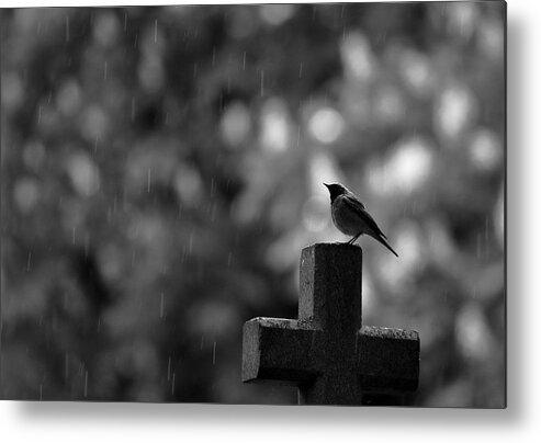 Rainy Metal Print featuring the photograph Rainy Day On Cemetery by Simun Ascic