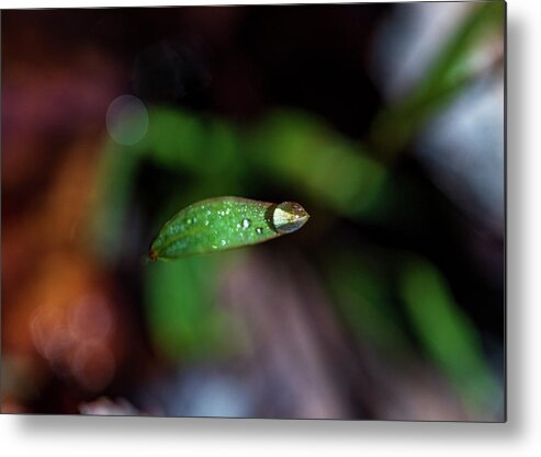 Rain Metal Print featuring the photograph Macro Photography - Water Drops #3 by Amelia Pearn
