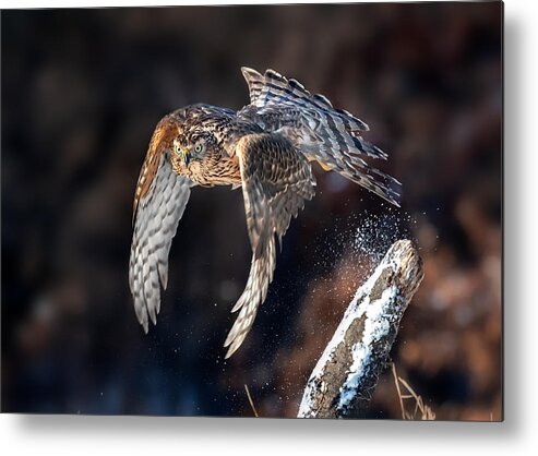 Wildlife Metal Print featuring the photograph Ready To Hunt by Annie Poreider