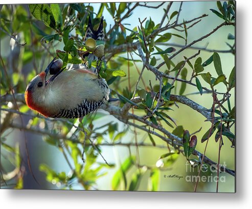 Woodpeckers Metal Print featuring the photograph Red-Bellied Woodpecker With Acorn by DB Hayes