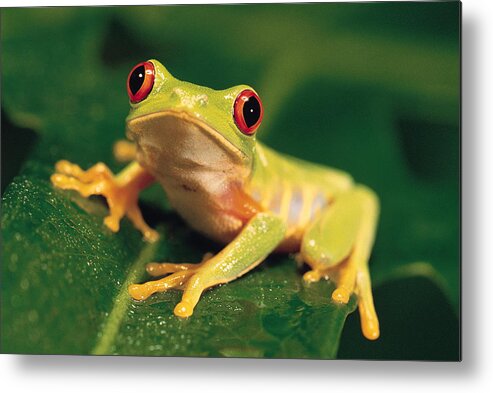 Extreme Terrain Metal Print featuring the photograph Red Eye Tree Frog by Comstock