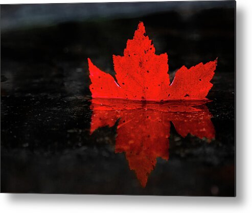 Fall Metal Print featuring the photograph Red Leaf Reflection by Tim Kirchoff