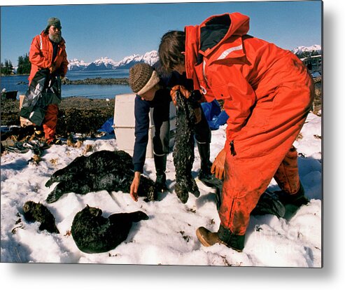 Following Metal Print featuring the photograph Rescue Crews Recovering Dead Sea Otters by Bettmann