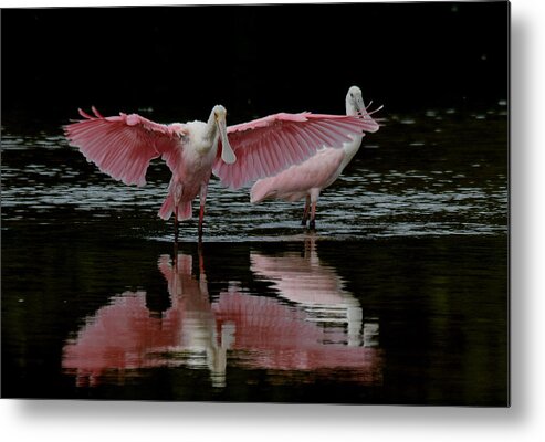Spoonbill Metal Print featuring the photograph Roseate Spoonbills by Jim Bennight
