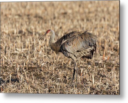 Sandhill Crane Metal Print featuring the photograph Sandhill Crane 2018-9 by Thomas Young