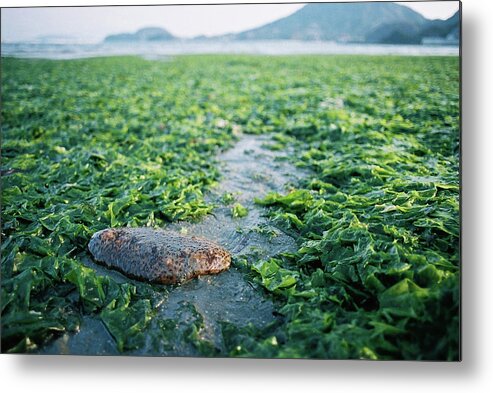 Seaweed Metal Print featuring the photograph Sea Cucumber by Breeze.kaze