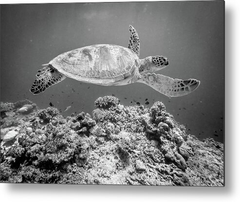 Wildlife Metal Print featuring the photograph Sea Turtle At Sipadan by Yumian Deng