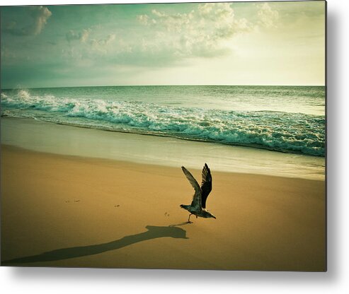 Water's Edge Metal Print featuring the photograph Seagull Take Off by Diana Kehoe Photography