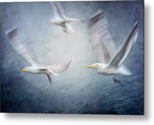 Seagull Metal Print featuring the photograph Seagulls by Katarina Holmstrm