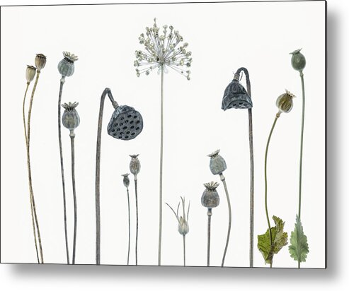 Poppies Metal Print featuring the photograph Seed Heads by Lotte Grnkjr