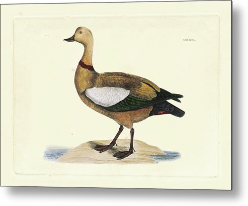 Animals & Nature Metal Print featuring the painting Selby Duck V by John Selby