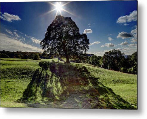 Tree Metal Print featuring the photograph Shadow Veil by John Meader