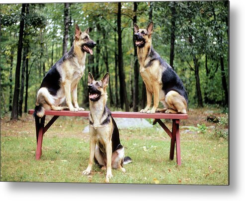 German Shepherds Metal Print featuring the photograph Shepherds on a Bench by Geoff Jewett
