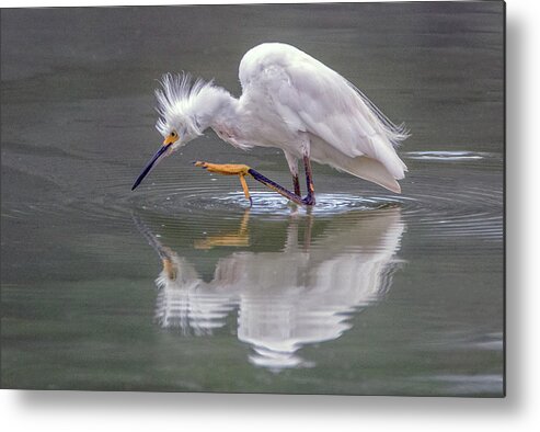 Snowy Egret Metal Print featuring the photograph Snowy Egret 3042-072319 by Tam Ryan