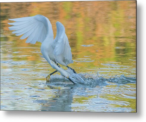 Snowy Egret Metal Print featuring the photograph Snowy Egret Fishing 8603-061919 by Tam Ryan