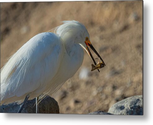 Snowy White Egret Metal Print featuring the photograph Snowy White Egret 3 by Rick Mosher