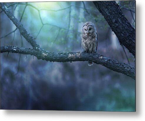 Owl Metal Print featuring the photograph Solitude - Landscape by Rob Blair