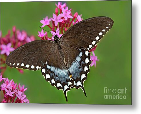 Dave Welling Metal Print featuring the photograph Spicebush Swallowtail Papilio Trollus by Dave Welling