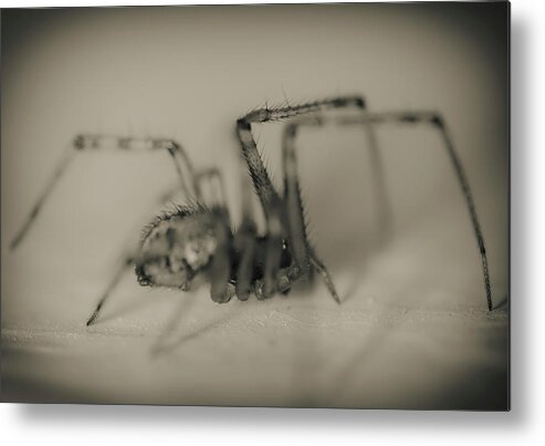 Spider 2 Metal Print featuring the photograph Spider 2 by Pixie Pics
