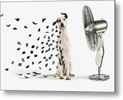 Funny Metal Print featuring the photograph Spots Flying Off Dalmation Dog by Gandee Vasan