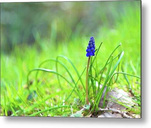 Grass Metal Print featuring the photograph Spring Flower Grape Hyacinth by Denise Balyoz Photography