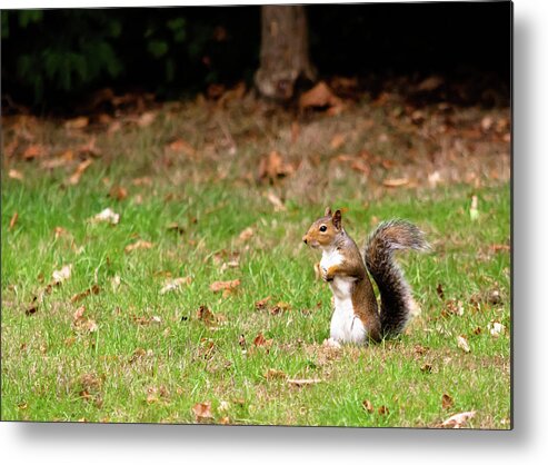 Acorn Metal Print featuring the photograph Squirrel stood up in grass by Scott Lyons