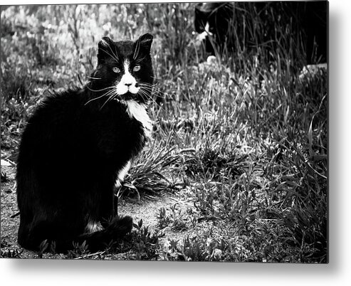 Feral Cat Photo Metal Print featuring the photograph Stash Stalking the Amazing Mr. Tom by Sandra Dalton