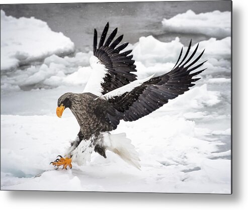 Eagle Metal Print featuring the photograph Still Want To Run? by Fion Wong