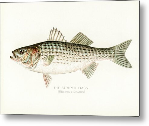 David Letts Metal Print featuring the drawing Striped Bass by David Letts