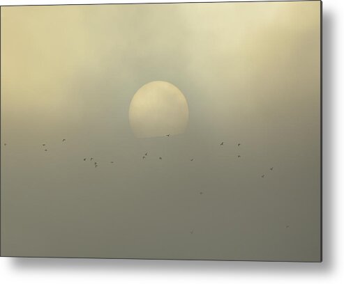 Wildlife Metal Print featuring the photograph Sun, birds and foggy. Dream sunrise by Guido Montanes Castillo