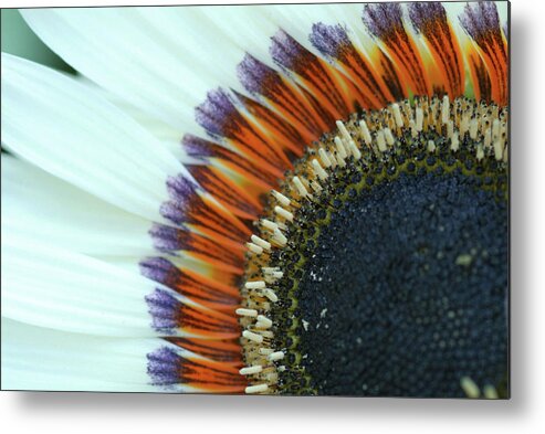 Petal Metal Print featuring the photograph Sunflower by All Copyrights Reserved By Harris Hui
