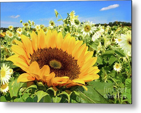 Sunflowers Metal Print featuring the photograph Sunflower Intruder by Regina Geoghan